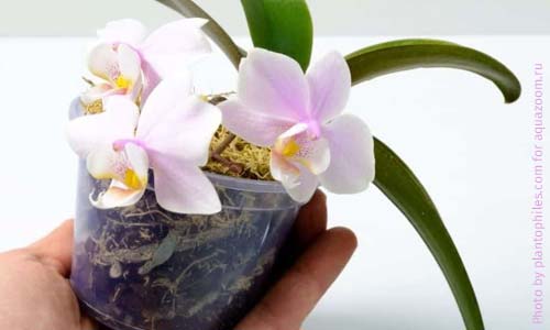 Прозрачный горшок поможет фотосинтезу корней