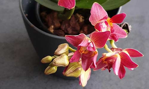 Компактные размеры мини-орхидей определяют специфику ухода