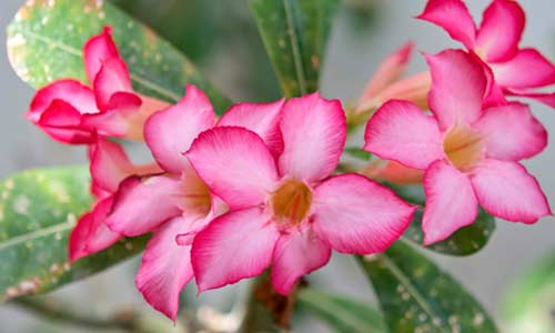 Адениум тучный, Adenium obesum