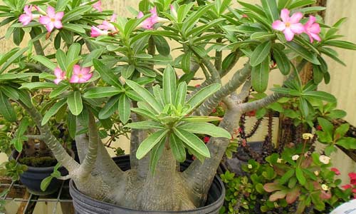 Адениум арабский, Adenium arabicum