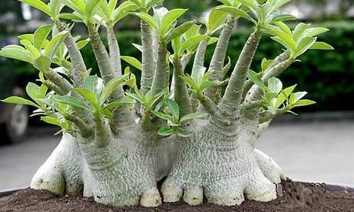 Адениум сомалийский, Adenium somalense