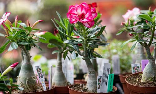 Пример правильно сформированного адениума