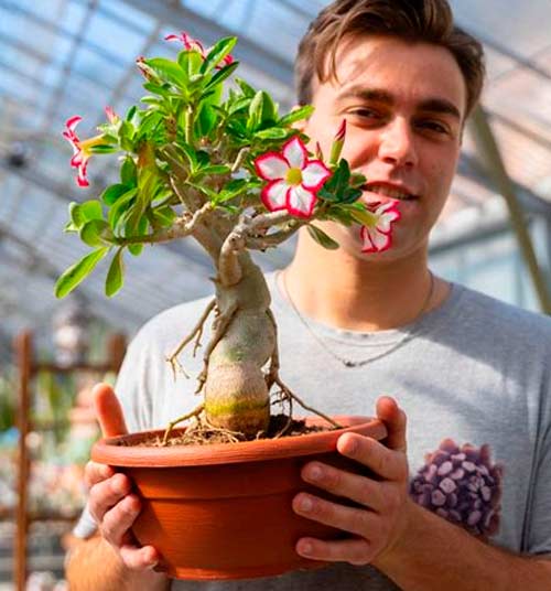 Особенности ухода за адениумом