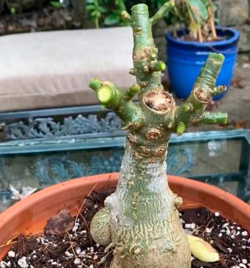 Обрезка превращает адениум в живую скульптуру