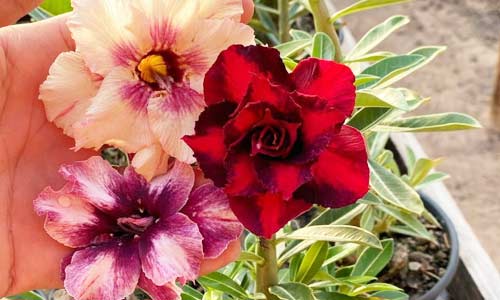 Селекционеры предлагают сорта, отличающиеся окраской и размером цветов