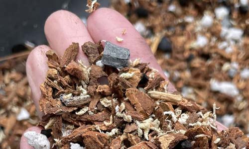 Субстрат для дисхидии готовят на основе сосновой коры