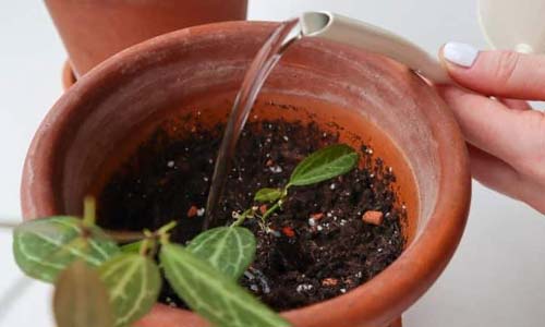 Схема правильного полива дисхидии