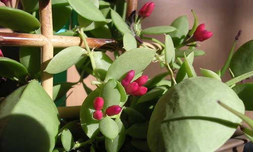 Дисхидия видалия, Dischidia vidalii