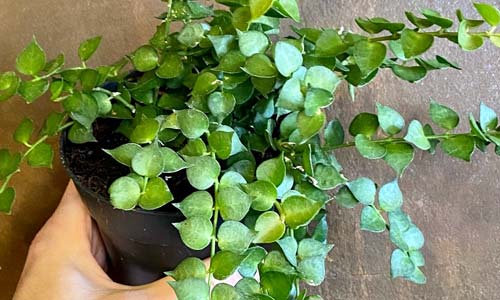 Дисхидия рускусолистная, Dischidia ruscifolia