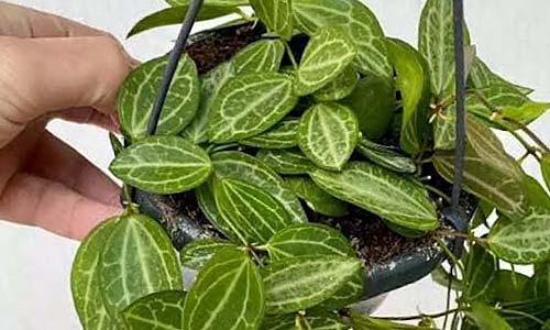 Дисхидия яйцевидная, Dischidia ovata