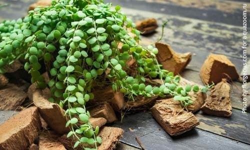 Дисхидия, Dischidia