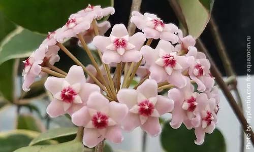 Хойя Красная королева