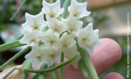 Хойя Линеарис