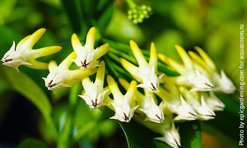 Хойя Мультифлора, Hoya multiflora