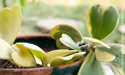 Хойя Керри, Hoya kerri