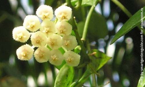 Хойя Лакуноза