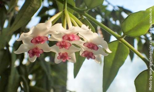 Хойя Белла, Hoya bella