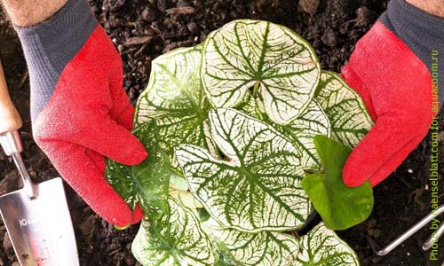 Каладиумы требуют плодородной, дренированной почвы