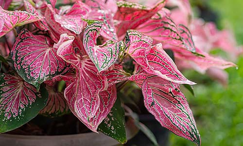 Комнатные кладиумы