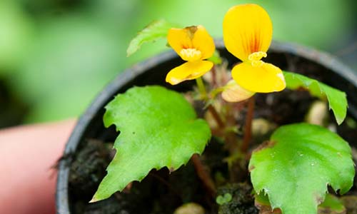 Флорариумные бегонии