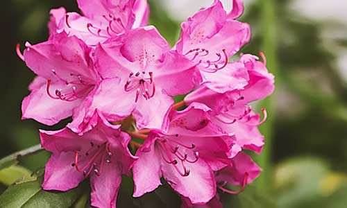 Азалия, Rhododendron
