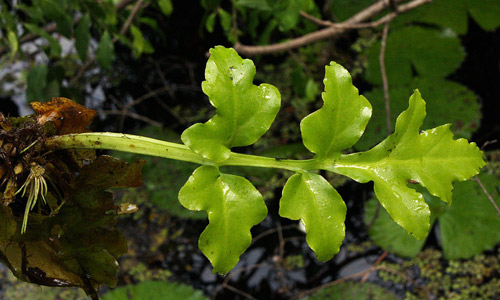 Папоротник индийский