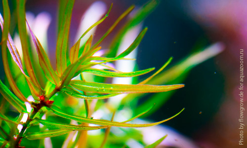 Бутерлак двухтычинковый