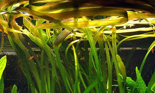 Валлиснерия американская, Vallisneria americana