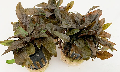 Криптокорина вендта «Тропика», Cryptocoryne wendtii Tropica